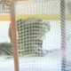 Illustration for article titled Emergency Backup Goalie Takes Zdeno Chara Slapshot To The Goolies